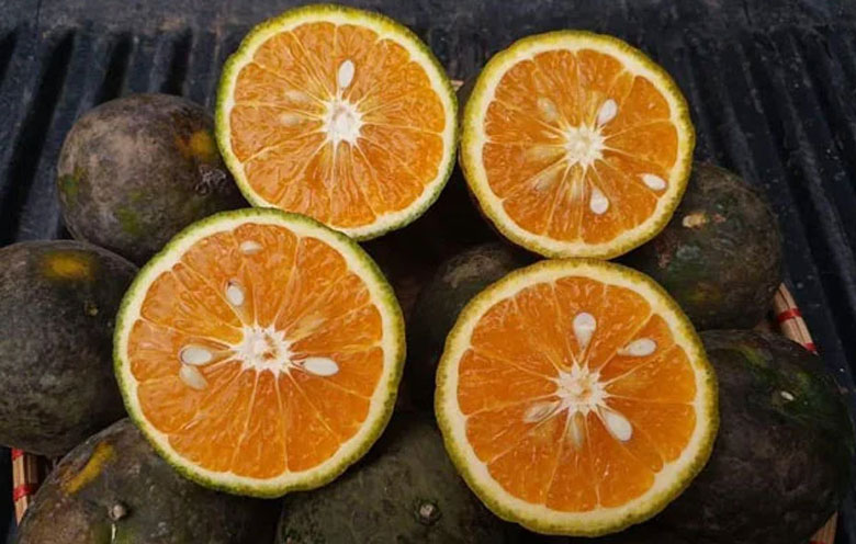 Sinh Tố Nghèo - Chung Cư Lý Thường Kiệt